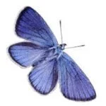 Blue Butterfly for Reema Sukumaran, Author/Speaker/Coach