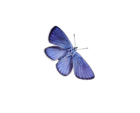 Blue Butterfly for Reema Sukumaran, Author/Speaker/Coach