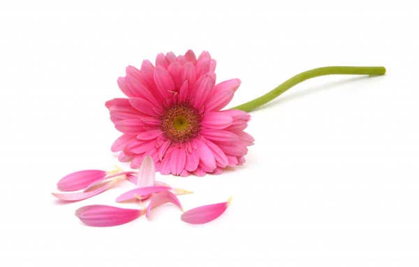 Pink Daisy Flower for Reema Sukumaran, Author/Speaker/Coach